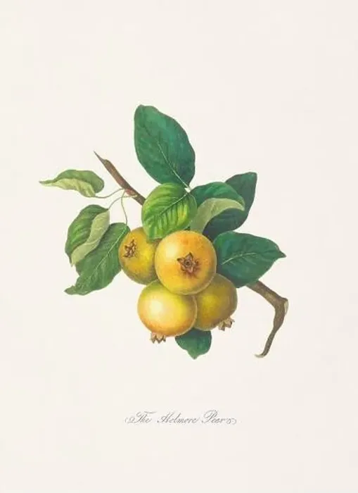 Framed Print : Vintage Herfordshire Pears illustration Framed Print : Vintage Herfordshire Pears illustration