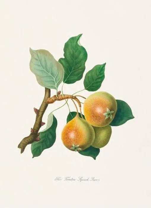 Framed Print : Vintage Herfordshire Pears illustration Framed Print : Vintage Herfordshire Pears illustration