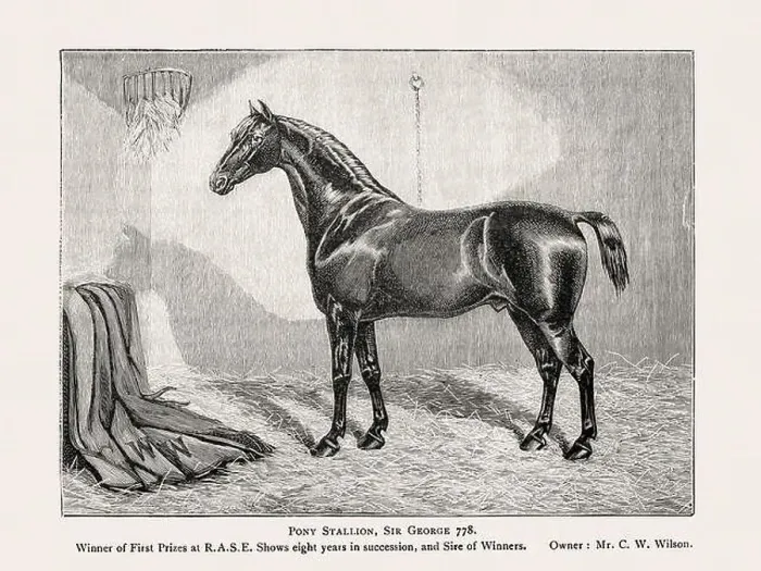 Framed Print : Vintage horse illustration from a 19th-century book on light horse breeds Framed Print : Vintage horse illustration from a 19th-century book on light horse breeds