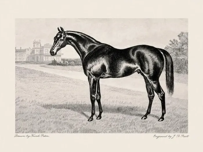 Framed Print : Vintage horse illustration from a 19th-century book on light horse breeds Framed Print : Vintage horse illustration from a 19th-century book on light horse breeds