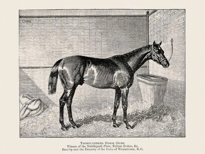 Framed Print : Vintage horse illustration from a 19th-century book on light horse breeds Framed Print : Vintage horse illustration from a 19th-century book on light horse breeds