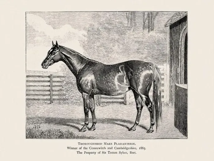 Framed Print : Vintage horse illustration from a 19th-century book on light horse breeds Framed Print : Vintage horse illustration from a 19th-century book on light horse breeds