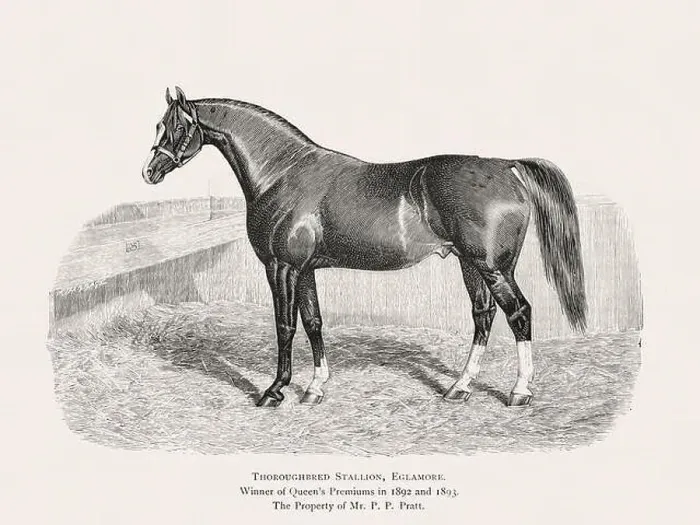 Framed Print : Vintage horse illustration from a 19th-century book on light horse breeds Framed Print : Vintage horse illustration from a 19th-century book on light horse breeds