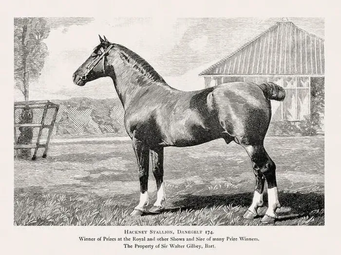 Framed Print : Vintage horse illustration from a 19th-century book on light horse breeds Framed Print : Vintage horse illustration from a 19th-century book on light horse breeds