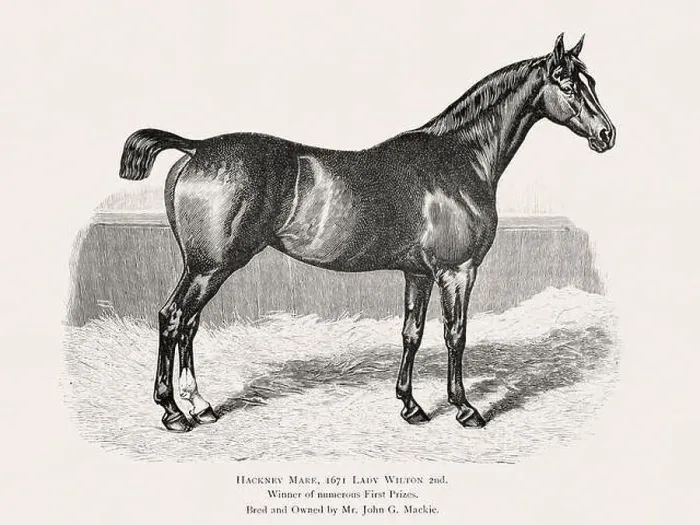Framed Print : Vintage horse illustration from a 19th-century book on light horse breeds Framed Print : Vintage horse illustration from a 19th-century book on light horse breeds