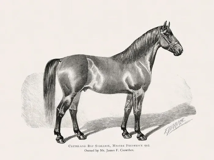 Framed Print : Vintage horse illustration from a 19th-century book on light horse breeds Framed Print : Vintage horse illustration from a 19th-century book on light horse breeds