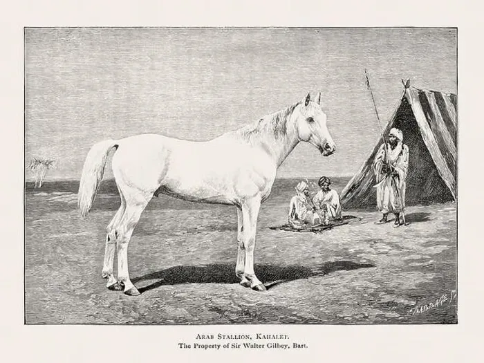 Framed Print : Vintage horse illustration from a 19th-century book on light horse breeds Framed Print : Vintage horse illustration from a 19th-century book on light horse breeds