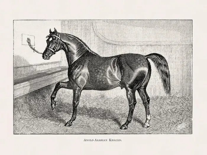 Framed Print : Vintage horse illustration from a 19th-century book on light horse breeds Framed Print : Vintage horse illustration from a 19th-century book on light horse breeds
