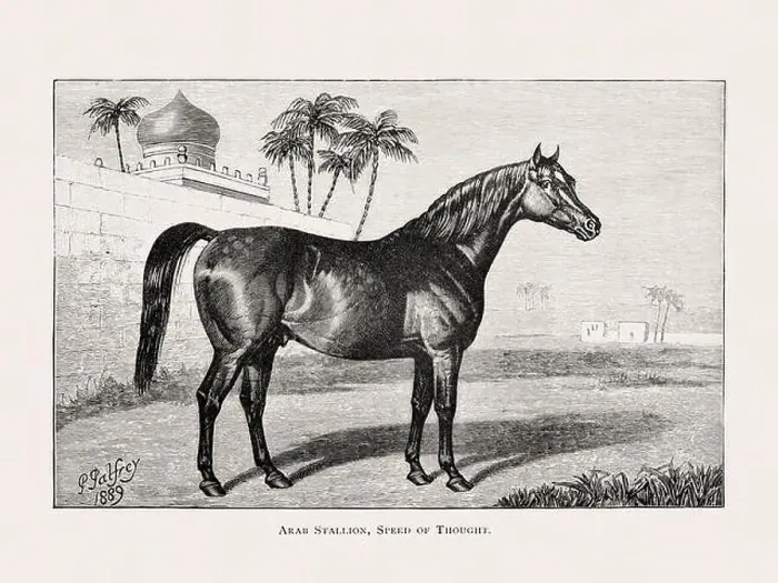 Framed Print : Vintage horse illustration from a 19th-century book on light horse breeds Framed Print : Vintage horse illustration from a 19th-century book on light horse breeds