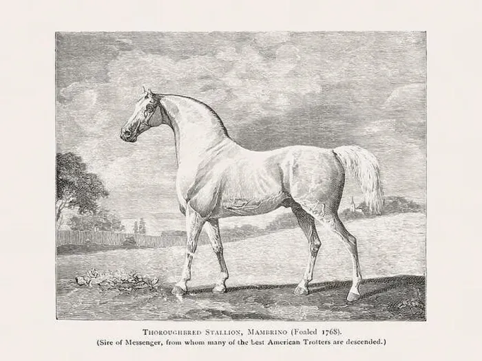 Framed Print : Vintage horse illustration from a 19th-century book on light horse breeds Framed Print : Vintage horse illustration from a 19th-century book on light horse breeds