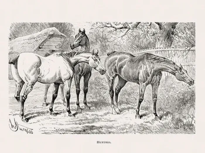 Framed Print : Vintage horse illustration from a 19th-century book on light horse breeds Framed Print : Vintage horse illustration from a 19th-century book on light horse breeds