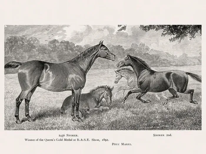 Framed Print : Vintage horse illustration from a 19th-century book on light horse breeds Framed Print : Vintage horse illustration from a 19th-century book on light horse breeds