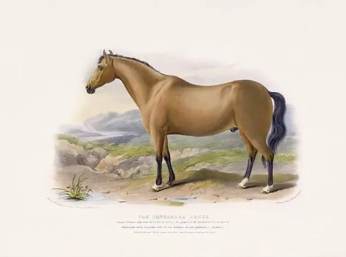 Framed Print : Vintage Horse illustration from a mid-19th-century book on domestic animal breeds Framed Print : Vintage Horse illustration from a mid-19th-century book on domestic animal breeds