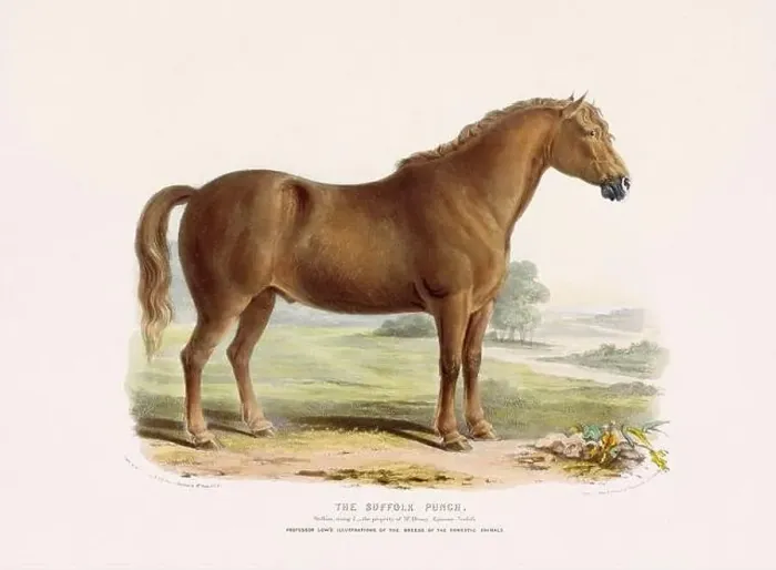 Framed Print : Vintage Horse illustration from a mid-19th-century book on domestic animal breeds Framed Print : Vintage Horse illustration from a mid-19th-century book on domestic animal breeds