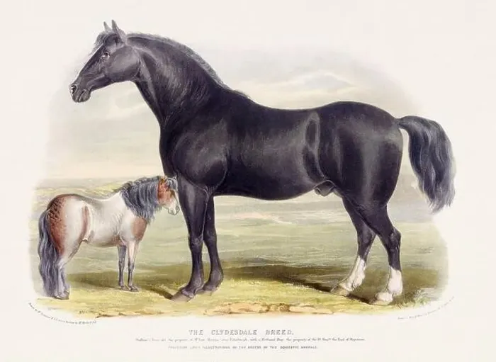 Framed Print : Vintage Horse illustration from a mid-19th-century book on domestic animal breeds Framed Print : Vintage Horse illustration from a mid-19th-century book on domestic animal breeds