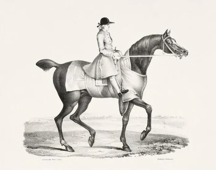 Framed Print : Vintage Horse Illustration. Plate from a 19th-century book on racehorses and saddle horses, published in London Framed Print : Vintage Horse Illustration. Plate from a 19th-century book on racehorses and saddle horses, published in London