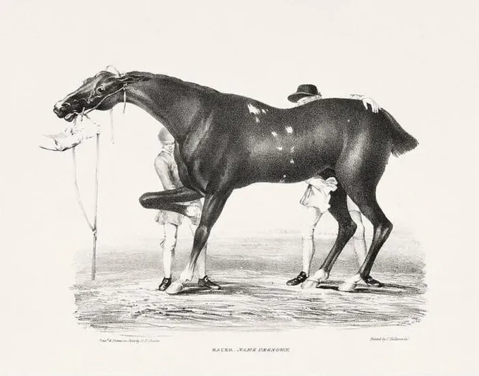 Framed Print : Vintage Horse Illustration. Plate from a 19th-century book on racehorses and saddle horses, published in London Framed Print : Vintage Horse Illustration. Plate from a 19th-century book on racehorses and saddle horses, published in London