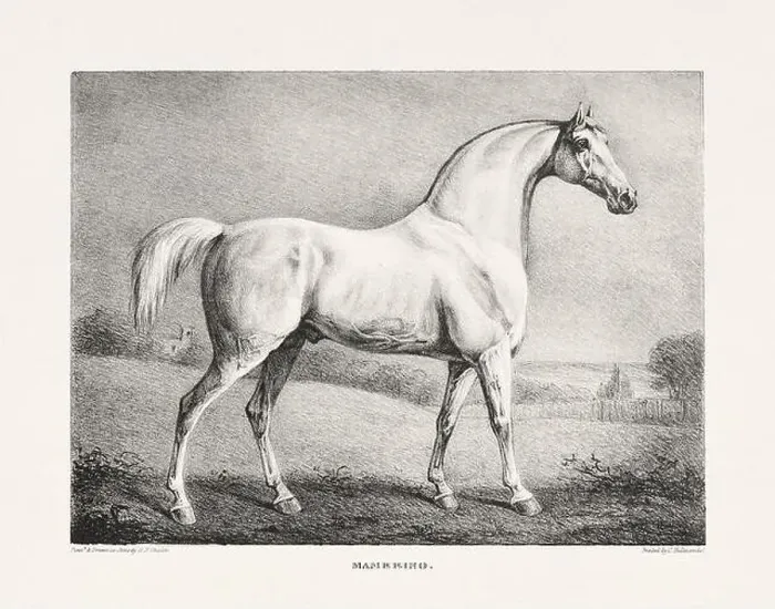 Framed Print : Vintage Horse Illustration. Plate from a 19th-century book on racehorses and saddle horses, published in London Framed Print : Vintage Horse Illustration. Plate from a 19th-century book on racehorses and saddle horses, published in London