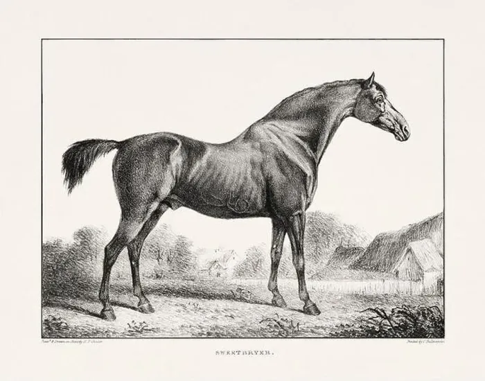Framed Print : Vintage Horse Illustration. Plate from a 19th-century book on racehorses and saddle horses, published in London Framed Print : Vintage Horse Illustration. Plate from a 19th-century book on racehorses and saddle horses, published in London