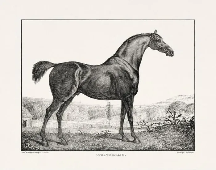 Framed Print : Vintage Horse Illustration. Plate from a 19th-century book on racehorses and saddle horses, published in London Framed Print : Vintage Horse Illustration. Plate from a 19th-century book on racehorses and saddle horses, published in London