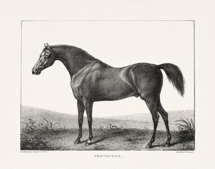 Framed Print : Vintage Horse Illustration. Plate from a 19th-century book on racehorses and saddle horses, published in London Framed Print : Vintage Horse Illustration. Plate from a 19th-century book on racehorses and saddle horses, published in London