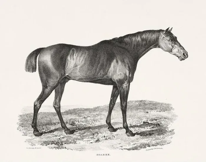 Framed Print : Vintage Horse Illustration. Plate from a 19th-century book on racehorses and saddle horses, published in London Framed Print : Vintage Horse Illustration. Plate from a 19th-century book on racehorses and saddle horses, published in London