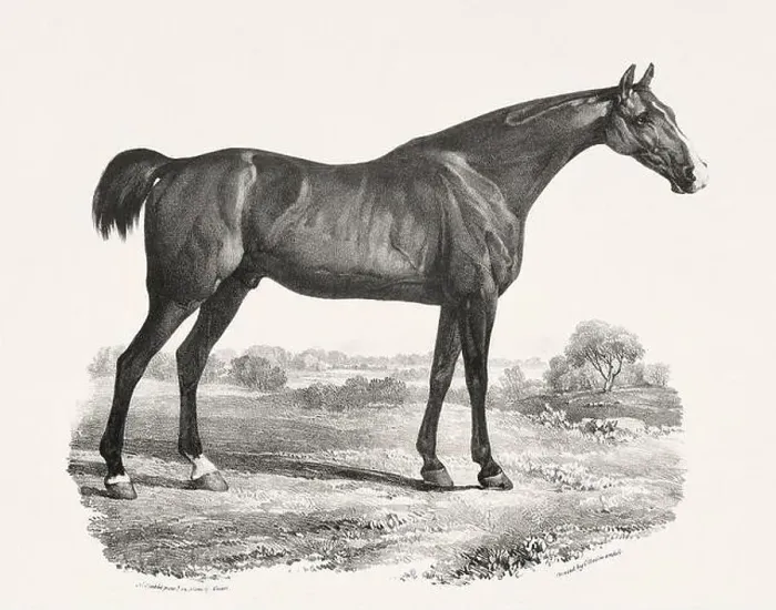Framed Print : Vintage Horse Illustration. Plate from a 19th-century book on racehorses and saddle horses, published in London Framed Print : Vintage Horse Illustration. Plate from a 19th-century book on racehorses and saddle horses, published in London