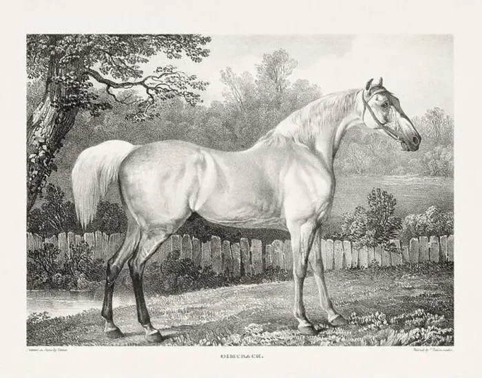Framed Print : Vintage Horse Illustration. Plate from a 19th-century book on racehorses and saddle horses, published in London Framed Print : Vintage Horse Illustration. Plate from a 19th-century book on racehorses and saddle horses, published in London