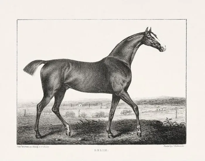 Framed Print : Vintage Horse Illustration. Plate from a 19th-century book on racehorses and saddle horses, published in London Framed Print : Vintage Horse Illustration. Plate from a 19th-century book on racehorses and saddle horses, published in London