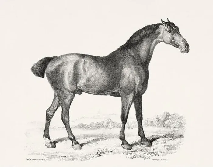 Framed Print : Vintage Horse Illustration. Plate from a 19th-century book on racehorses and saddle horses, published in London Framed Print : Vintage Horse Illustration. Plate from a 19th-century book on racehorses and saddle horses, published in London