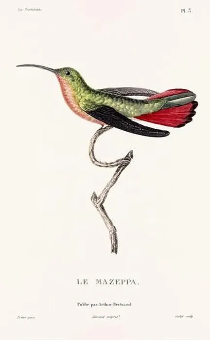 Framed Print : Vintage hummingbird print. 19th-Century French Hummingbird Illustration (Circa 1830) Framed Print : Vintage hummingbird print. 19th-Century French Hummingbird Illustration (Circa 1830)