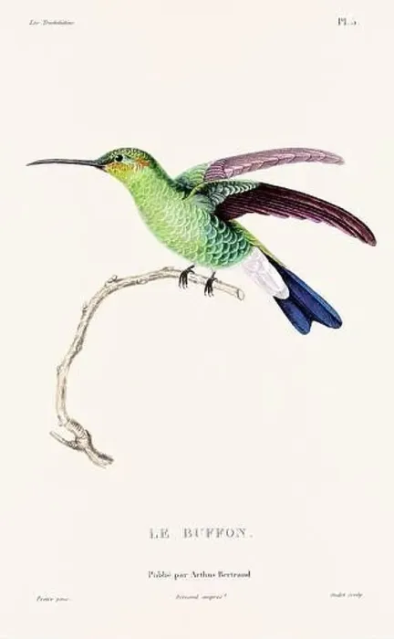 Framed Print : Vintage hummingbird print. 19th-Century French Hummingbird Illustration (Circa 1830) Framed Print : Vintage hummingbird print. 19th-Century French Hummingbird Illustration (Circa 1830)