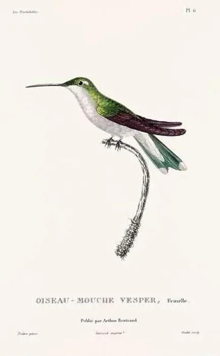 Framed Print : Vintage hummingbird print. 19th-Century French Hummingbird Illustration (Circa 1830) Framed Print : Vintage hummingbird print. 19th-Century French Hummingbird Illustration (Circa 1830)