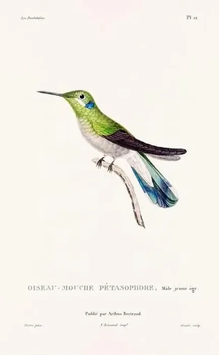 Framed Print : Vintage hummingbird print. 19th-Century French Hummingbird Illustration (Circa 1830) Framed Print : Vintage hummingbird print. 19th-Century French Hummingbird Illustration (Circa 1830)