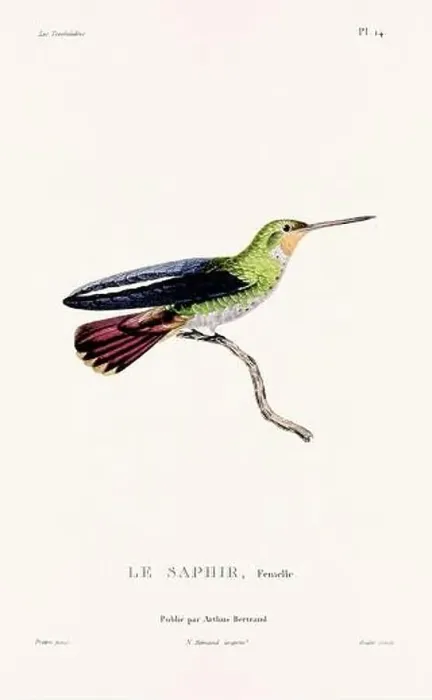 Framed Print : Vintage hummingbird print. 19th-Century French Hummingbird Illustration (Circa 1830) Framed Print : Vintage hummingbird print. 19th-Century French Hummingbird Illustration (Circa 1830)