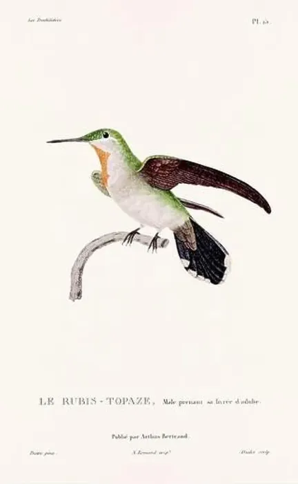 Framed Print : Vintage hummingbird print. 19th-Century French Hummingbird Illustration (Circa 1830) Framed Print : Vintage hummingbird print. 19th-Century French Hummingbird Illustration (Circa 1830)