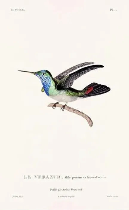 Framed Print : Vintage hummingbird print. 19th-Century French Hummingbird Illustration (Circa 1830)
