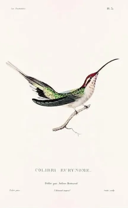 Framed Print : Vintage hummingbird print. 19th-Century French Hummingbird Illustration (Circa 1830)