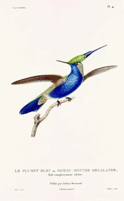 Framed Print : Vintage hummingbird print. 19th-Century French Hummingbird Illustration (Circa 1830) Framed Print : Vintage hummingbird print. 19th-Century French Hummingbird Illustration (Circa 1830)