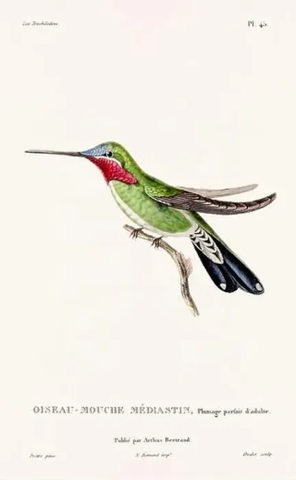 Framed Print : Vintage hummingbird print. 19th-Century French Hummingbird Illustration (Circa 1830)