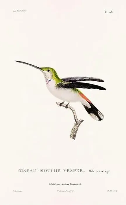 Framed Print : Vintage hummingbird print. 19th-Century French Hummingbird Illustration (Circa 1830)