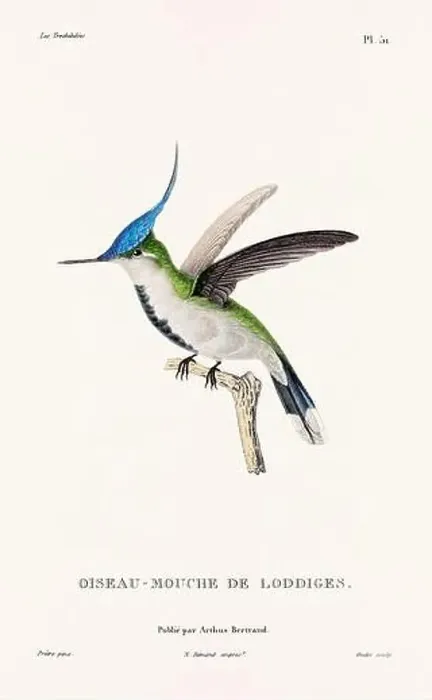 Framed Print : Vintage hummingbird print. 19th-Century French Hummingbird Illustration (Circa 1830)