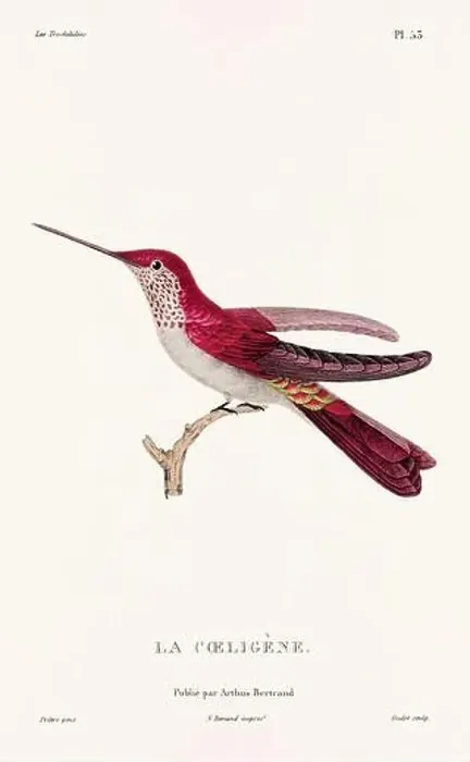 Framed Print : Vintage hummingbird print. 19th-Century French Hummingbird Illustration (Circa 1830) Framed Print : Vintage hummingbird print. 19th-Century French Hummingbird Illustration (Circa 1830)