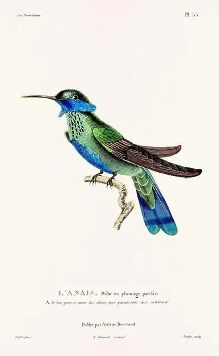 Framed Print : Vintage hummingbird print. 19th-Century French Hummingbird Illustration (Circa 1830) Framed Print : Vintage hummingbird print. 19th-Century French Hummingbird Illustration (Circa 1830)