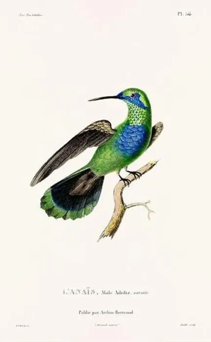 Framed Print : Vintage hummingbird print. 19th-Century French Hummingbird Illustration (Circa 1830) Framed Print : Vintage hummingbird print. 19th-Century French Hummingbird Illustration (Circa 1830)