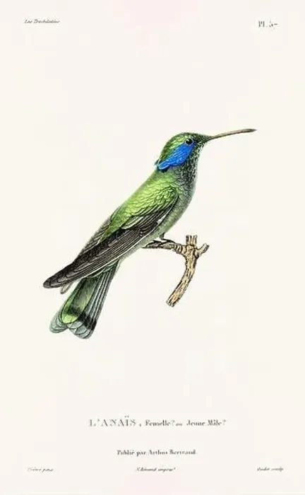 Framed Print : Vintage hummingbird print. 19th-Century French Hummingbird Illustration (Circa 1830) Framed Print : Vintage hummingbird print. 19th-Century French Hummingbird Illustration (Circa 1830)