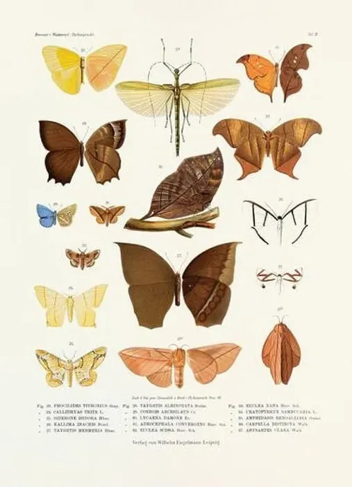 Framed Print : A vintage insect illustration from a 19th-century German book plate showcasing the coloration of various insect species Framed Print : A vintage insect illustration from a 19th-century German book plate showcasing the coloration of various insect species