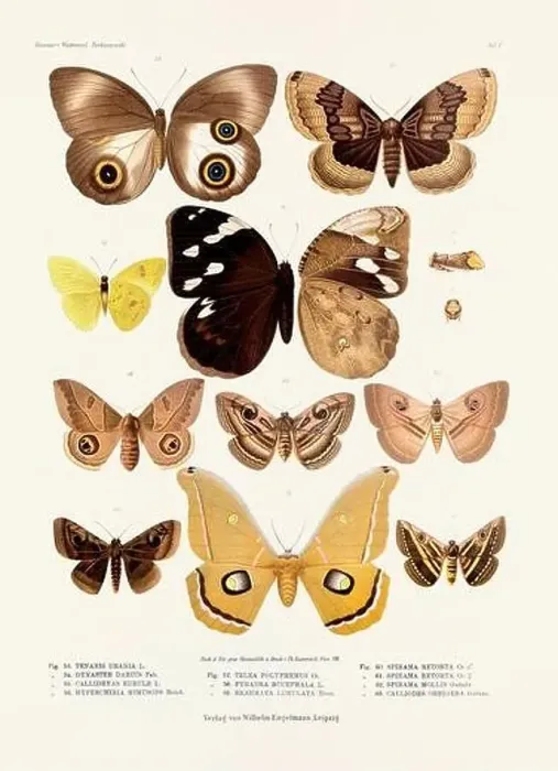 Framed Print : A vintage insect illustration from a 19th-century German book plate showcasing the coloration of various insect species Framed Print : A vintage insect illustration from a 19th-century German book plate showcasing the coloration of various insect species