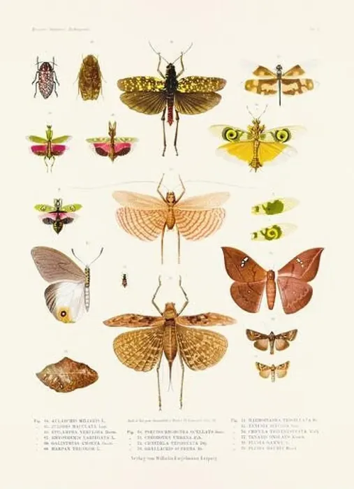 Framed Print : A vintage insect illustration from a 19th-century German book plate showcasing the coloration of various insect species Framed Print : A vintage insect illustration from a 19th-century German book plate showcasing the coloration of various insect species