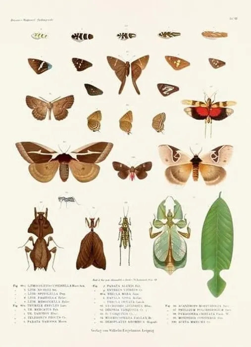 Framed Print : A vintage insect illustration from a 19th-century German book plate showcasing the coloration of various insect species Framed Print : A vintage insect illustration from a 19th-century German book plate showcasing the coloration of various insect species